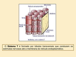 O Sistema T é formado por túbulos transversais que conduzem os
estímulos nervosos até a membrana do retículo endoplasmático.
 