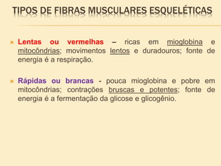 TIPOS DE FIBRAS MUSCULARES ESQUELÉTICAS
 Lentas ou vermelhas – ricas em mioglobina e
mitocôndrias; movimentos lentos e duradouros; fonte de
energia é a respiração.
 Rápidas ou brancas - pouca mioglobina e pobre em
mitocôndrias; contrações bruscas e potentes; fonte de
energia é a fermentação da glicose e glicogênio.
 