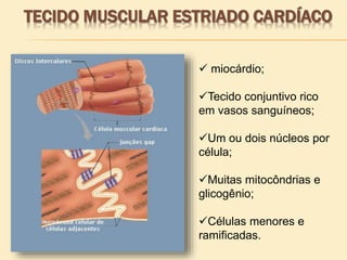 TECIDO MUSCULAR ESTRIADO CARDÍACO
 miocárdio;
Tecido conjuntivo rico
em vasos sanguíneos;
Um ou dois núcleos por
célula;
Muitas mitocôndrias e
glicogênio;
Células menores e
ramificadas.
 