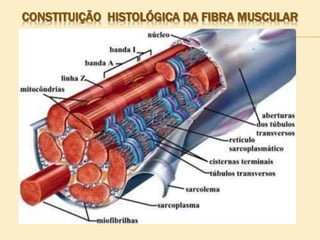 CONSTITUIÇÃO HISTOLÓGICA DA FIBRA MUSCULAR
 