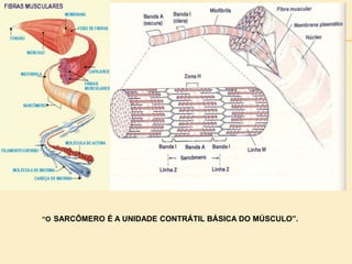 “O SARCÔMERO É A UNIDADE CONTRÁTIL BÁSICA DO MÚSCULO”.
 