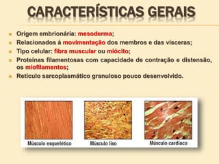  Origem embrionária: mesoderma;
 Relacionados à movimentação dos membros e das vísceras;
 Tipo celular: fibra muscular ou miócito;
 Proteínas filamentosas com capacidade de contração e distensão,
os miofilamentos;
 Retículo sarcoplasmático granuloso pouco desenvolvido.
CARACTERÍSTICAS GERAIS
 