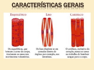 CARACTERÍSTICAS GERAIS
 