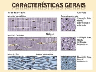 CARACTERÍSTICAS GERAIS
 