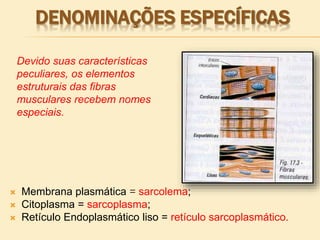 DENOMINAÇÕES ESPECÍFICAS
 Membrana plasmática = sarcolema;
 Citoplasma = sarcoplasma;
 Retículo Endoplasmático liso = retículo sarcoplasmático.
Devido suas características
peculiares, os elementos
estruturais das fibras
musculares recebem nomes
especiais.
 