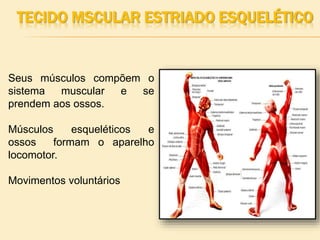 TECIDO MSCULAR ESTRIADO ESQUELÉTICO
Seus músculos compõem o
sistema muscular e se
prendem aos ossos.
Músculos esqueléticos e
ossos formam o aparelho
locomotor.
Movimentos voluntários
 