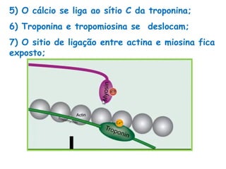 7) O sitio de ligação entre actina e miosina fica
exposto;
5) O cálcio se liga ao sítio C da troponina;
6) Troponina e tropomiosina se deslocam;
 