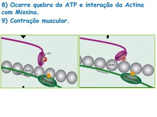 8) Ocorre quebra do ATP e interação da Actina
com Miosina.
9) Contração muscular.
 