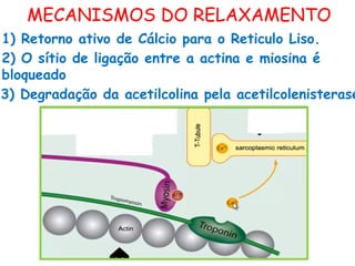 MECANISMOS DO RELAXAMENTO
1) Retorno ativo de Cálcio para o Reticulo Liso.
3) Degradação da acetilcolina pela acetilcolenisterase
2) O sítio de ligação entre a actina e miosina é
bloqueado
 