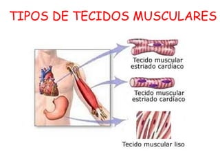 TIPOS DE TECIDOS MUSCULARES
 