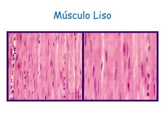 Músculo Liso
 