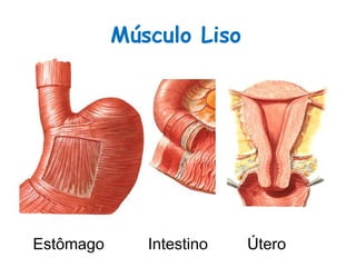 Músculo Liso
Estômago Intestino Útero
 