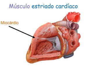 Músculo estriado cardíaco
Miocárdio
 
