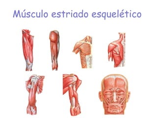 Músculo estriado esquelético
 