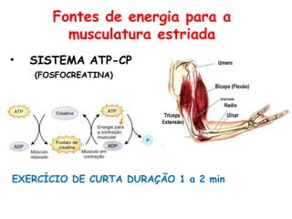 Fontes de energia para a
musculatura estriada
• SISTEMA ATP-CP
(FOSFOCREATINA)
EXERCÍCIO DE CURTA DURAÇÃO 1 a 2 min
 