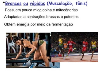 *Brancas ou rápidas (Musculação, tênis)
Possuem pouca mioglobina e mitocôndrias
Adaptadas a contrações bruscas e potentes
Obtem energia por meio da fermentação
 