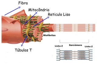 Fibra
Mitocôndria
Túbulos T
Reticulo Liso
 