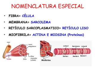 NOMENCLATURA ESPECIAL
• FIBRA= CÉLULA
• MEMBRANA= SARCOLEMA
• RETÍCULO SARCOPLASMATICO= RETÍCULO LISO
• MIOFIBRILA= ACTINA E MIOSINA (Proteínas)
 