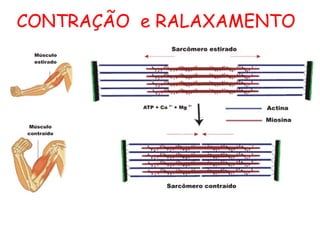 CONTRAÇÃO e RALAXAMENTO
 