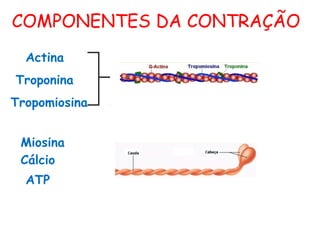 COMPONENTES DA CONTRAÇÃO
Actina
Miosina
Troponina
Tropomiosina
ATP
Cálcio
 
