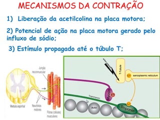 MECANISMOS DA CONTRAÇÃO
2) Potencial de ação na placa motora gerado pelo
influxo de sódio;
1) Liberação da acetilcolina na placa motora;
3) Estímulo propagado até o túbulo T;
 