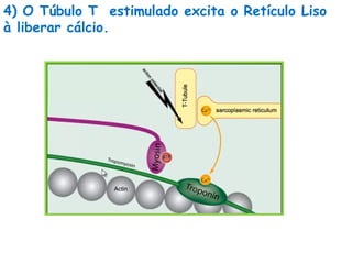 4) O Túbulo T estimulado excita o Retículo Liso
à liberar cálcio.
 