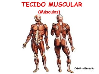 TECIDO MUSCULAR
Cristina Brandão
(Músculos)
 