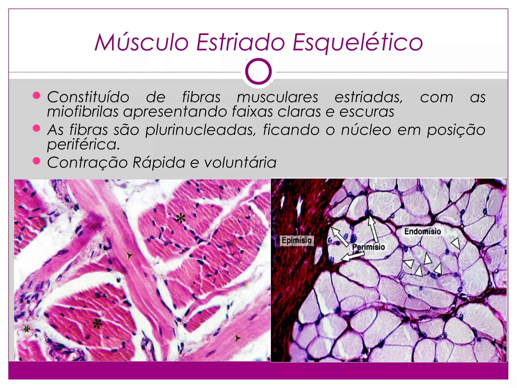 Tecido muscular e nervoso | PPT