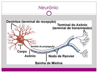 Neurônio
 