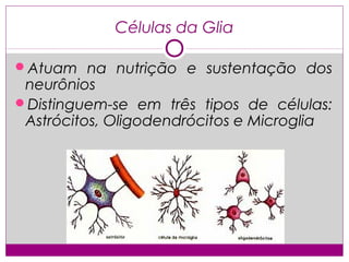 Células da Glia

Atuam na nutrição e sustentação dos
 neurônios
Distinguem-se em três tipos de células:
 Astrócitos, Oli...