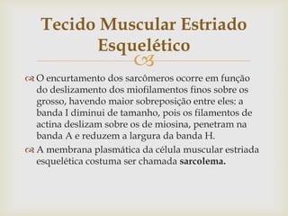 Tecido Muscular Estriado
Esquelético



 O encurtamento dos sarcômeros ocorre em função
do deslizamento dos miofilamentos finos sobre os
grosso, havendo maior sobreposição entre eles: a
banda I diminui de tamanho, pois os filamentos de
actina deslizam sobre os de miosina, penetram na
banda A e reduzem a largura da banda H.
 A membrana plasmática da célula muscular estriada
esquelética costuma ser chamada sarcolema.

 