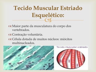 Tecido Muscular Estriado
Esquelético:



 Maior parte da musculatura do corpo dos
vertebrados.
 Contração voluntária.
 Célula dotada de muitos núcleos: miócitos
multinucleados.

 