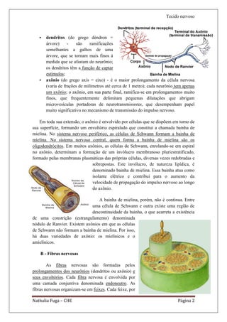 Tecido nervoso



      dendritos (do grego déndron =
       árvore)     -    são    ramificações
       semelhantes a galhos de uma
       árvore, que se tornam mais finos á
       medida que se afastam do neurônio;
       os dendritos têm a função de captar
       estímulos;
      axônio (do grego axis = eixo) - é o maior prolongamento da célula nervosa
       (varia de frações de milímetros até cerca de 1 metro); cada neurônio tem apenas
       um axônio; o axônio, em sua parte final, ramifica-se em prolongamentos muito
       finos, que frequentemente delimitam pequenas dilatações que abrigam
       microvesículas portadoras de neurotransmissores, que desempenham papel
       muito significativo no mecanismo de transmissão do impulso nervoso.

    Em toda sua extensão, o axônio é envolvido por células que se dispõem em torno de
sua superfície, formando um envoltório espiralado que constitui a chamada bainha de
mielina. No sistema nervoso periférico, as células de Schwann formam a bainha de
mielina. No sistema nervoso central, quem forma a bainha de mielina são os
oligodendrócitos. Em muitos axônios, as células de Schwann, enrolando-se em espiral
no axônio, determinam a formação de um invólucro membranoso pluriestratificado,
formado pelas membranas plasmáticas das próprias células, diversas vezes redobradas e
                               sobrepostas. Este invólucro, de natureza lipídica, é
                               denominado bainha de mielina. Essa bainha atua como
                               isolante elétrico e contribui para o aumento da
                               velocidade de propagação do impulso nervoso ao longo
                               do axônio.

                                 A bainha de mielina, porém, não é contínua. Entre
                              uma célula de Schwann e outra existe uma região de
                              descontinuidade da bainha, o que acarreta a existência
de uma constrição (estrangulamento) denominada
nódulo de Ranvier. Existem axônios em que as células
de Schwann não formam a bainha de mielina. Por isso,
há duas variedades de axônio: os mielínicos e o
amielínicos.

    B - Fibras nervosas

        As fibras nervosas são formadas pelos
prolongamentos dos neurônios (dendritos ou axônio) e
seus envoltórios. Cada fibra nervosa é envolvida por
uma camada conjuntiva denominada endoneutro. As
fibras nervosas organizam-se em feixes. Cada feixe, por

Nathalia Fuga – CHE                                                          Página 2
 