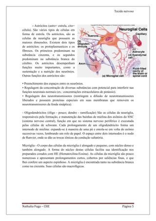 Tecido nervoso



         - Astrócitos (astro= estrela, cito=
célula). São vários tipos de células em
forma de estrela. Os astrócitos, são as
celulas da neuróglia que possuem as
maiores dimensões. Existem dois tipos
de astrócitos: os protoplasmasticos e os
fibrosos. Os primeiros predominam na
substância cinzenta, e os segundos
predominam na substância branca do
cérebro. Os astrócitos desempenham
funções muito importantes, como a
sustentação e a nutrição dos neurônios.
Outras funções dos astrócitos são:

• Preenchimento dos espaços entre os neurônios.
• Regulagem da concentração de diversas substâncias com potencial para interferir nas
funções neuronais normais (ex.: concentrações extracelulares de potássio).
• Regulagem dos neurotransmissores (restringem a difusão de neurotransmissores
liberados e possuem proteínas especiais em suas membranas que removem os
neurotransmissores da fenda sináptica).

- Oligodendrócitos (óligo - pouco; dendro - ramificação) São as células da neuróglia,
responsáveis pela formação, e manutenção das bainhas de mielina dos axônios do SNC
(sistema nervoso central), função em que no sistema nervoso periférico é executada
pelas células de schwann. Cada prolongamento de um oligodendrócito forma um
internodo de mielina: expande-se à maneira de uma pá e enrola-se em volta do axônio
sucessivas vezes, lembrando um rolo de papel. O espaço entre dois internodos é o nodo
de Ranvier, onde se dão as trocas iônicas da condução saltatória.

Micróglia - O corpo das células da micróglia é alongado e pequeno, com núcleo denso e
também alongado. A forma do núcleo destas células facilita sua identificação nos
preparados corados com HE (Hematoxilina-Eosina). As células da micróglia são pouco
numerosas e apresentam prolongamentos curtos, cobertos por saliências finas, o que
lhes confere um aspecto espinhoso. A micróglia é encontrada tanto na substância branca
como na cinzenta. Suas células são macrofágicas.




Nathalia Fuga – CHE                                                          Página 5
 