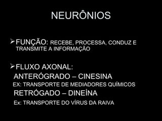 NEURÔNIOS

 FUNÇÃO: RECEBE, PROCESSA, CONDUZ E
 TRANSMITE A INFORMAÇÃO


 FLUXO AXONAL:
 ANTERÓGRADO – CINESINA
EX: TRANSPORTE DE MEDIADORES QUÍMICOS
 RETRÓGADO – DINEÍNA
 Ex: TRANSPORTE DO VÍRUS DA RAIVA
 