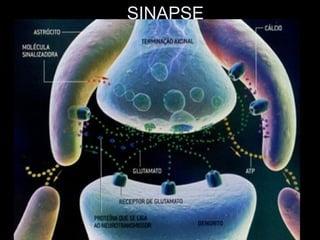 SINAPSE
 