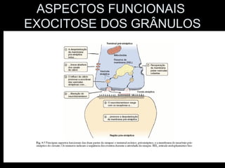 ASPECTOS FUNCIONAIS
EXOCITOSE DOS GRÂNULOS
 
