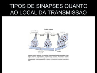 TIPOS DE SINAPSES QUANTO
AO LOCAL DA TRANSMISSÃO
 