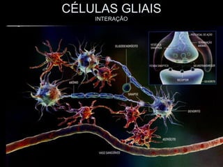 CÉLULAS GLIAIS
    INTERAÇÃO
 