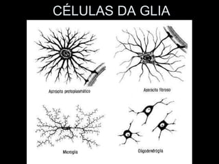 CÉLULAS DA GLIA
 