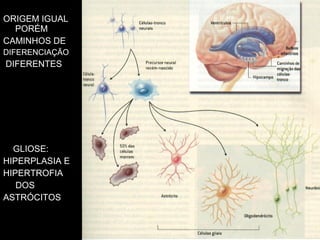 ORIGEM IGUAL
  PORÉM
CAMINHOS DE
DIFERENCIAÇÃO
DIFERENTES




  GLIOSE:
HIPERPLASIA E
HIPERTROFIA
   DOS
ASTRÓCITOS
 