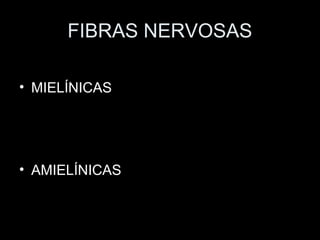 FIBRAS NERVOSAS

• MIELÍNICAS




• AMIELÍNICAS
 