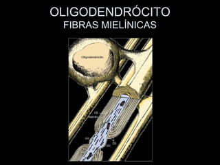 OLIGODENDRÓCITO
 FIBRAS MIELÍNICAS
 