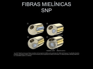 FIBRAS MIELÍNICAS
       SNP
 