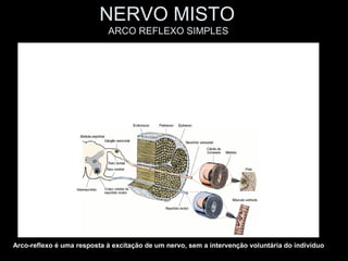 NERVO MISTO
                            ARCO REFLEXO SIMPLES




Arco-reflexo é uma resposta à excitação de um nervo, sem a intervenção voluntária do indivíduo
 