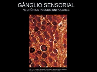 GÂNGLIO SENSORIAL
 NEURÔNIOS PSEUDO-UNIPOLARES
 