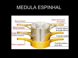 MEDULA ESPINHAL
 