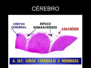CÉREBRO
 