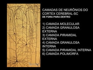 CAMADAS DE NEURÔNIOS DO
CORTEX CEREBRAL-SC
DE FORA PARA DENTRO


1) CAMADA MOLECULAR
2) CAMADA GRANULOSA
EXTERNA
3) CAMADA PIRAMIDAL
EXTERNA
4) CAMADA GRANULOSA
INTERNA
5) CAMADA PIRAMIDAL INTERNA
6) CAMADA POLIMORFA
 