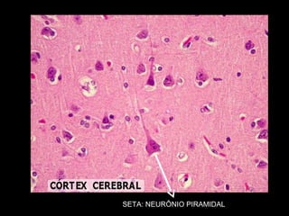 SETA: NEURÔNIO PIRAMIDAL
 